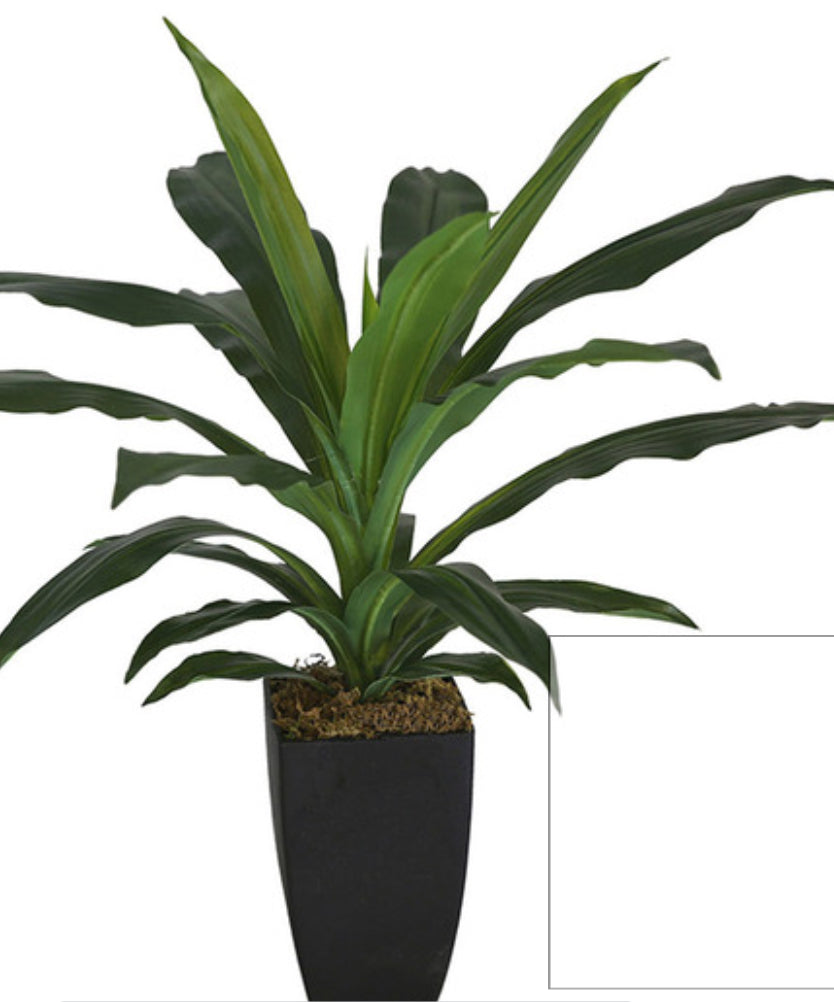 Artifical Dracaena Plant 2