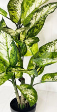 Load image into Gallery viewer, Artificial Potted Dumb Cane - 93cm
