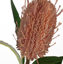 Load image into Gallery viewer, FLORAL INTERIORS ARTIFICIAL Coastal Banksia Soft Pink 58cm
