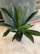 Load image into Gallery viewer, Artifical Dracaena Plant 2
