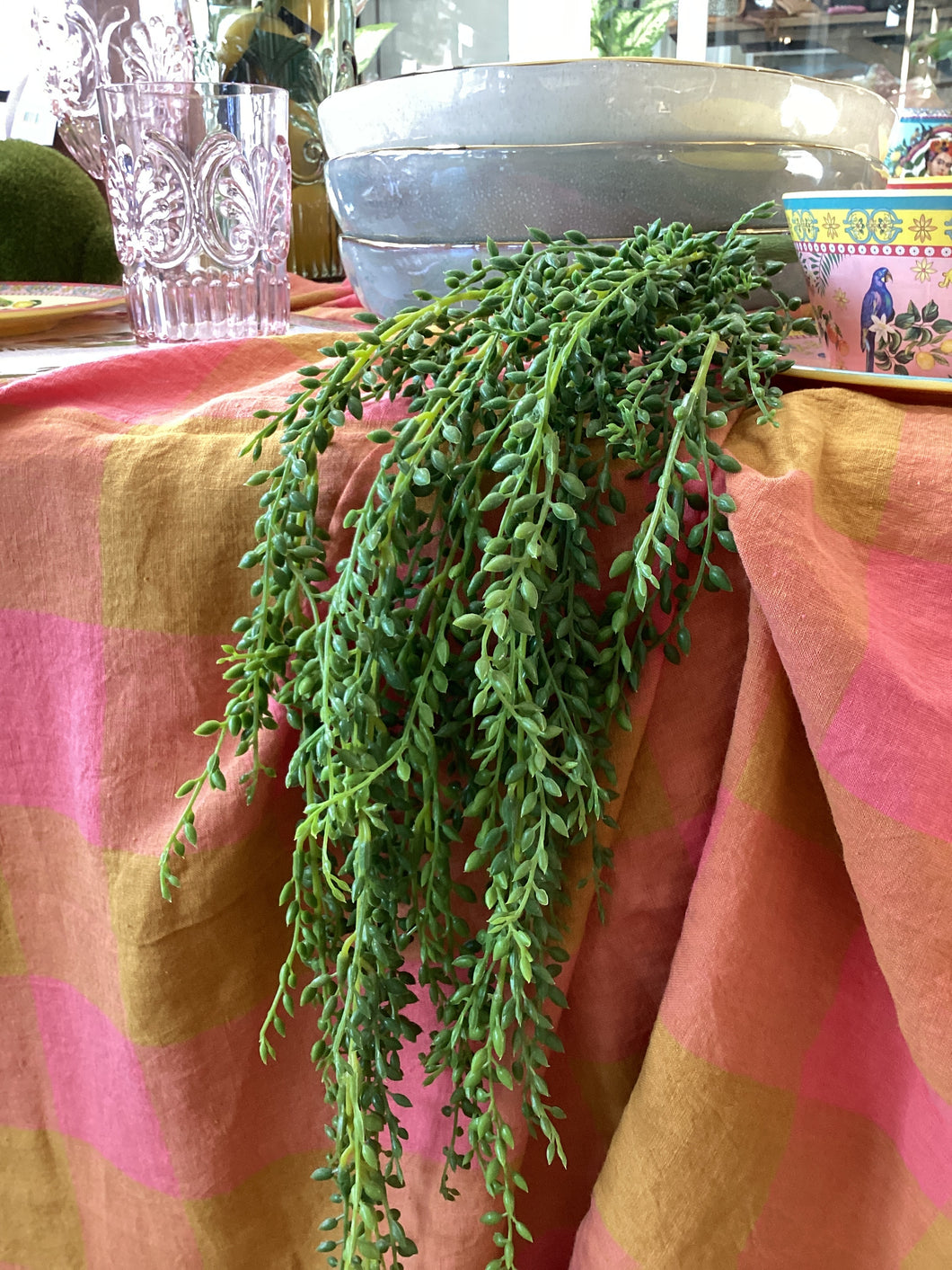 Senecio hanging succulent  String of Pearls