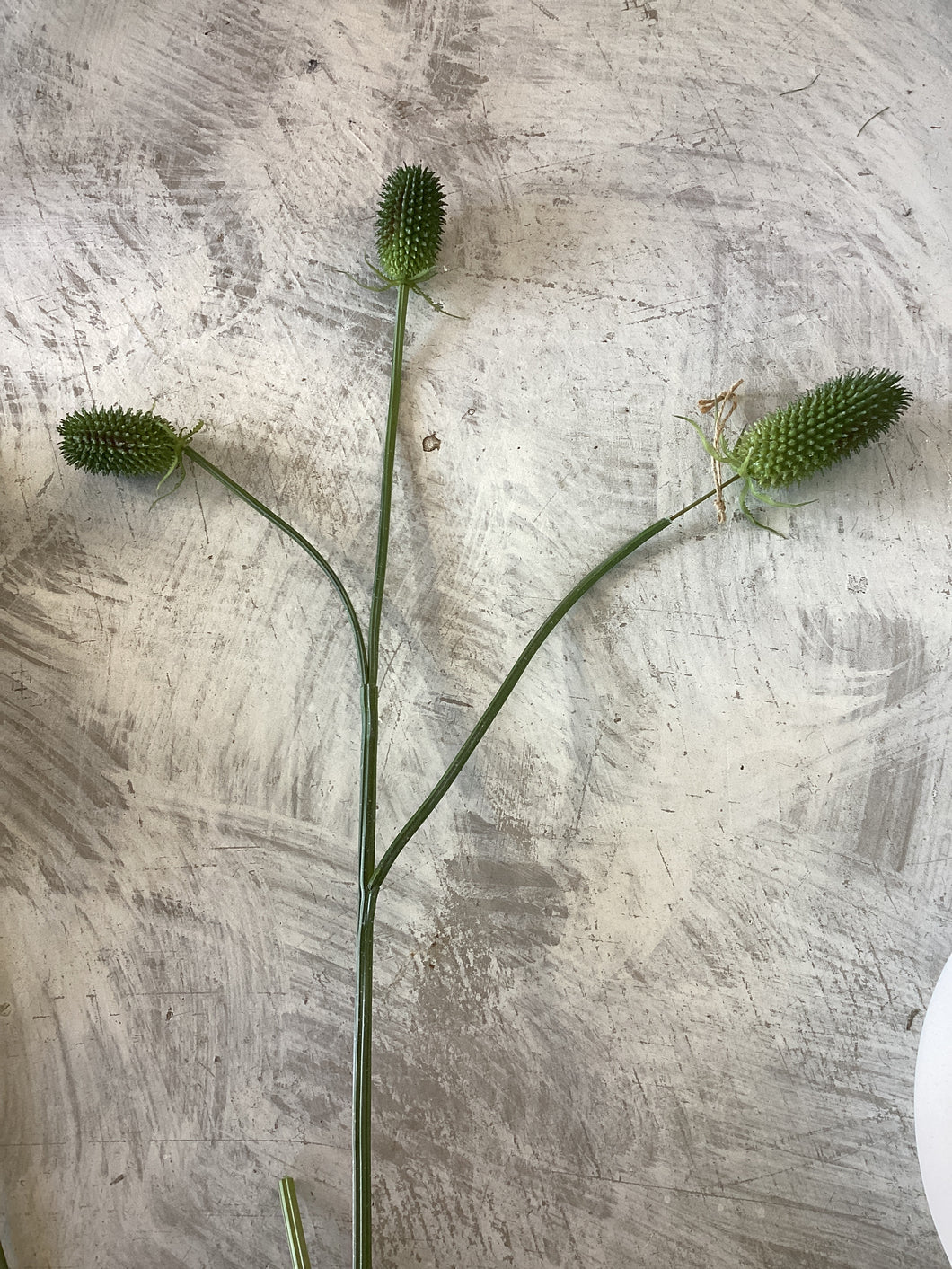 Thistle Spray